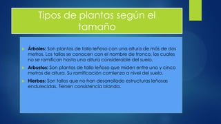 Tipos de plantas según el
tamaño
 Árboles: Son plantas de tallo leñoso con una altura de más de dos
metros. Los tallos se conocen con el nombre de tronco, los cuales
no se ramifican hasta una altura considerable del suelo.
 Arbustos: Son plantas de tallo leñoso que miden entre uno y cinco
metros de altura. Su ramificación comienza a nivel del suelo.
 Hierbas: Son tallos que no han desarrollado estructuras leñosas
endurecidas. Tienen consistencia blanda.
 