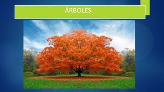 ÁRBOLES
 