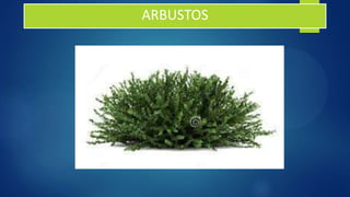 ARBUSTOS
 