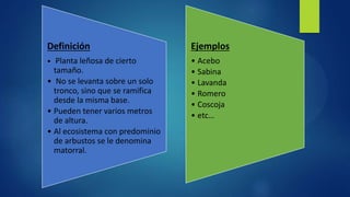 Definición
• Planta leñosa de cierto
tamaño.
• No se levanta sobre un solo
tronco, sino que se ramifica
desde la misma base.
• Pueden tener varios metros
de altura.
• Al ecosistema con predominio
de arbustos se le denomina
matorral.
Ejemplos
• Acebo
• Sabina
• Lavanda
• Romero
• Coscoja
• etc…
 