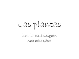 Las plantas
C.E.I.P. Toscal Longuera
Ana Delia López
 