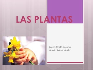 LAS PLANTAS
Laura Pinilla Latorre
Noelia Pérez Marín
 
