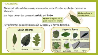 Las plantas | PPT