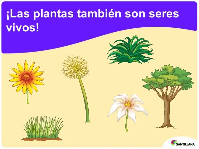 Las plantas