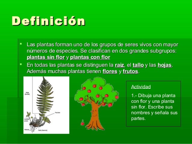 Diapositivas de las plantas