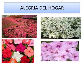 ALEGRIA DEL HOGAR
 