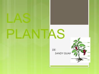 LAS
PLANTAS
DE:
SANDY GUARNIZ SOSA
 