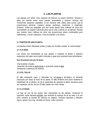 2. LAS PLANTAS
Las plantas son seres vivos capaces de fabricar su propio alimento. Gracias a
ellas, los demás seres vivos pueden alimentarse y respirar. Aunque hay
muchísimas especies vegetales, el ser humano solo utiliza unas pocas, que le
proporcionan alimento, madera, abrigo, perfumes, medicinas o materiales
diversos. Todos los vegetales que han vivido desde hace millones de años han
suministrado el oxígeno suficiente para que la vida continúe en el planeta. Plantas
que vivieron hace millones de años nos proporcionan ahora combustible para
calentarnos o mover máquinas, como el petróleo o el carbón.
2.1 PARTES DE UNA PLANTA:
Las plantas tienen diferentes partes y cada una de ellas cumple un cierto trabajo.
2.1.1LA RAIZ:
Las raíces son importantes ya que ayudan a sostener la planta y obtienen
sustancias del suelo como sales minerales y agua que necesitan para alimentarse.
Sus funciones son por lo tanto:
-Fija la planta al suelo.
-Absorber del suelo la savia bruta y conducirla hasta el tallo.
-Almacenar sustancias de reserva.
2.1.2 EL TALLO:
El tallo transporta agua y nutrientes de las raíces a las hojas y el alimento
producido por éstas al resto de la planta. El tallo también sirve para mantener la
estabilidad de la planta y le da la capacidad de alcanzar la altura necesaria para
ser expuesta a la luz del sol. El tallo puede ser corto o largo.
2.1.3 LA HOJA:
La hoja es una de las partes más importantes de las plantas. Contienen el
pigmento verde llamado clorofila, que absorbe la energía de la luz solar y la usa
para convertir el dióxido de carbono en oxígeno. También absorben y difunden
agua y gases. Son muy variadas en forma, color y tamaño.
 
