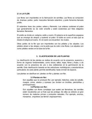 2.1.4 LA FLOR:
Las flores son importantes en la fabricación de semillas. Las flores se componen
de diversas partes: parte masculina llamada estambre y parte femenina llamada
pistilo.
El estambre tiene dos partes: antera y filamento. Las anteras contienen el polen
que generalmente es de color amarillo y están sostenidas por hilos delgados
llamados filamentos
El pistilo se divide en: estigma, estilo y ovario. El estigma es la superficie pegajosa
que se encarga de atrapar y sostener al polen. El estilo es como un tubo que va
desde el estigma al ovario. En el ovario se encuentran los óvulos.
Otras partes de la flor que son importantes son los pétalos y los sépalos. Los
pétalos atraen a las abejas y es la parte que da color a las flores. Los sépalos son
como pétalos verdes en la base de la flor.
3. CLACIFICACION DE LAS PLANTAS
La clasificación de las plantas se realiza de acuerdo con la presencia, ausencia y
forma de órganos fundamentales, como raíces, tallos, hojas, flores y frutos, o de
acuerdo con la presencia de uno o dos cotiledones en la germinación de la
semilla. Esta clasificación basada en las estructuras morfológicas y características
particulares de cada planta permite identificarlas hasta el nivel de especie.
Las plantas se clasifican en: plantas sin flor y plantas con flor.
3.1Plantas sin flor:
Son aquéllas que no producen flor, por ejemplo, helechos, colas de caballo,
musgos, pinos, abetos y cipreses (se dividen en briofitas, pteridofitas y
gimnospermas).
3.2Plantas con flor:
Son aquéllas con flores complejas que suelen ser llamativas, las semillas
están recubiertas por un fruto que las protege. De ellas se obtiene un gran
número de materias primas y productos naturales. Por ejemplo, encinos,
manzanos, orquídeas (se llaman angiospermas).
 