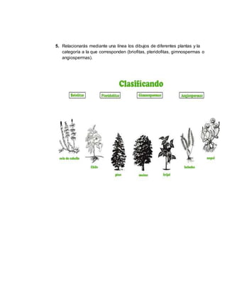 5. Relacionarás mediante una línea los dibujos de diferentes plantas y la
categoría a la que corresponden (briofitas, pteridofitas, gimnospermas o
angiospermas).
 
