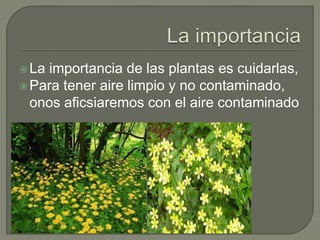 La importancia de las plantas es cuidarlas,
Para tener aire limpio y no contaminado,
onos aficsiaremos con el aire contaminado
