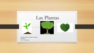 Las Plantas
Ginneth Tatiana González González
I.D 326711
L.Pin VII semestre
 