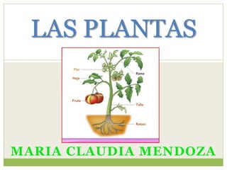 MARIA CLAUDIA MENDOZA
LAS PLANTAS
 