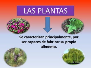 LAS PLANTAS
Se caracterizan principalmente, por
ser capaces de fabricar su propio
alimento.
 