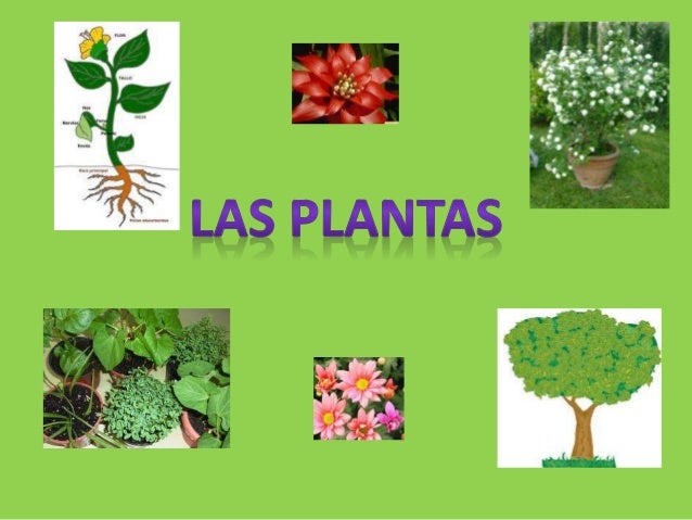 Las plantas
