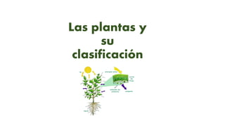 Las plantas y
su
clasificación
 
