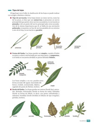 Las plantas | PDF