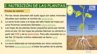2. NUTRICIÓN DE LAS PLANTAS.
1. Por las raíces absorben del suelo agua con sales minerales
disueltas que reciben el nombre de savia bruta.
2. La savia bruta sube a lo largo del tallo hasta las hojas por
unos finísimos conductos llamados tubos leñosos.
3. Las hojas de las plantas tienen pequeños poros por donde
entra el aire. En las hojas las plantas fabrican su alimento a
partir del CO2 y de la savia bruta. Para ello necesitan la luz
del Sol. El líquido nutritivo elaborado se llama savia
elaborada.
4. La savia elaborada es transportada por otros conductos
llamados tubos liberianos a todas las partes de la planta.
Proceso de nutrición
 