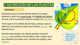 2. NUTRICIÓN DE LAS PLANTAS
El proceso por el cual las plantas fabrican su propio
alimento a partir de la savia bruta, del dióxido de carbono
del aire y de la luz del Sol recibe el nombre de fotosíntesis.
Tiene lugar en las células de las hojas, gracias a que en
ellas hay una sustancia verde que se llama clorofila , que
absorbe la luz.
Durante este proceso, las plantas también producen
oxígeno, que se libera a la atmósfera. Este oxígeno es el
que utilizamos los seres vivos, también las plantas, para
respirar.
Fotosíntesis
https://www.y
outube.com/w
atch?v=RFC
G5p-bcxE
 