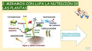 2. MIRAMOS CON LUPA LA NUTRICIÓN DE
LAS PLANTAS
https://www.youtube.co
m/watch?v=JnVuv359V
fI
 