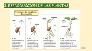3. REPRODUCCIÓN DE LAS PLANTAS
 