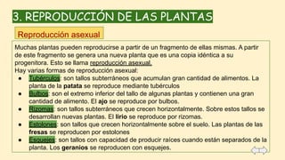3. REPRODUCCIÓN DE LAS PLANTAS
Muchas plantas pueden reproducirse a partir de un fragmento de ellas mismas. A partir
de este fragmento se genera una nueva planta que es una copia idéntica a su
progenitora. Esto se llama reproducción asexual.
Hay varias formas de reproducción asexual:
● Tubérculos: son tallos subterráneos que acumulan gran cantidad de alimentos. La
planta de la patata se reproduce mediante tubérculos
● Bulbos: son el extremo inferior del tallo de algunas plantas y contienen una gran
cantidad de alimento. El ajo se reproduce por bulbos.
● Rizomas: son tallos subterráneos que crecen horizontalmente. Sobre estos tallos se
desarrollan nuevas plantas. El lirio se reproduce por rizomas.
● Estolones: son tallos que crecen horizontalmente sobre el suelo. Las plantas de las
fresas se reproducen por estolones
● Esquejes: son tallos con capacidad de producir raíces cuando están separados de la
planta. Los geranios se reproducen con esquejes.
Reproducción asexual
 
