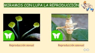 MIRAMOS CON LUPA LA REPRODUCCIÓN
Reproducción sexual Reproducción asexual
 