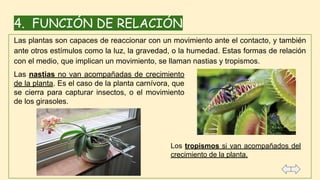 Las plantas son capaces de reaccionar con un movimiento ante el contacto, y también
ante otros estímulos como la luz, la gravedad, o la humedad. Estas formas de relación
con el medio, que implican un movimiento, se llaman nastias y tropismos.
4. FUNCIÓN DE RELACIÓN
Las nastias no van acompañadas de crecimiento
de la planta. Es el caso de la planta carnívora, que
se cierra para capturar insectos, o el movimiento
de los girasoles.
Los tropismos si van acompañados del
crecimiento de la planta.
 