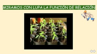 MIRAMOS CON LUPA LA FUNCIÓN DE RELACIÓN
 