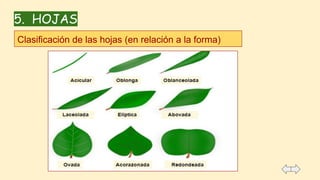5. HOJAS
Clasificación de las hojas (en relación a la forma)
 