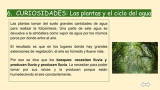6. CURIOSIDADES: Las plantas y el ciclo del agua
Las plantas toman del suelo grandes cantidades de agua
para realizar la fotosíntesis. Una parte de este agua se
devuelve a la atmósfera como vapor de agua por los mismos
poros por donde entra el aire.
El resultado es que en los lugares donde hay grandes
extensiones de vegetación, el aire es húmedo y llueve más.
Por eso se dice que los bosques: necesitan lluvia y
producen lluvia y producen lluvia. La necesitan para poder
tomar por sus raíces y la producen porque están
humedeciendo el aire constantemente.
 