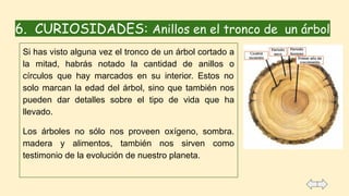6. CURIOSIDADES: Anillos en el tronco de un árbol
Si has visto alguna vez el tronco de un árbol cortado a
la mitad, habrás notado la cantidad de anillos o
círculos que hay marcados en su interior. Estos no
solo marcan la edad del árbol, sino que también nos
pueden dar detalles sobre el tipo de vida que ha
llevado.
Los árboles no sólo nos proveen oxígeno, sombra.
madera y alimentos, también nos sirven como
testimonio de la evolución de nuestro planeta.
 