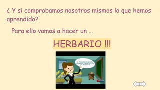 ¿ Y si comprobamos nosotros mismos lo que hemos
aprendido?
Para ello vamos a hacer un …
HERBARIO !!!
 