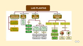 LAS PLANTAS
 