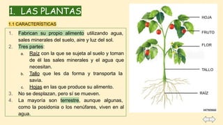 1. LAS PLANTAS
1. Fabrican su propio alimento utilizando agua,
sales minerales del suelo, aire y luz del sol.
2. Tres partes:
a. Raíz con la que se sujeta al suelo y toman
de él las sales minerales y el agua que
necesitan.
b. Tallo que les da forma y transporta la
savia.
c. Hojas en las que produce su alimento.
3. No se desplazan, pero sí se mueven.
4. La mayoría son terrestre, aunque algunas,
como la posidonia o los nenúfares, viven en al
agua.
HOJA
1.1 CARACTERÍSTICAS
FRUTO
FLOR
TALLO
RAÍZ
 