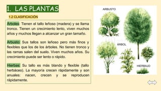 1. LAS PLANTAS
Árboles: Tienen el tallo leñoso (madera) y se llama
tronco. Tienen un crecimiento lento, viven muchos
años y muchos llegan a alcanzar un gran tamaño.
Arbusto: Sus tallos son leñoso pero más finos y
flexibles que los de los árboles. No tienen tronco y
las ramas salen del suelo. Viven muchos años. Su
crecimiento puede ser lento o rápido.
Hierbas: Su tallo es más blando y flexible (tallo
herbáceo). La mayoría crecen rápidamente y son
anuales: nacen, crecen y se reproducen
rápidamente.
1.2 CLASIFICACIÓN
ÁRBOL
ARBUSTO
HIERBAJO
 