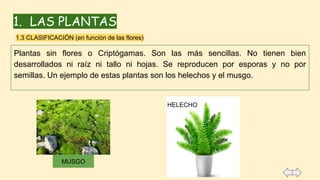 1. LAS PLANTAS
Plantas sin flores o Criptógamas. Son las más sencillas. No tienen bien
desarrollados ni raíz ni tallo ni hojas. Se reproducen por esporas y no por
semillas. Un ejemplo de estas plantas son los helechos y el musgo.
1.3 CLASIFICACIÓN (en función de las flores)
MUSGO
HELECHO
 