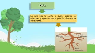 Raíz
La raíz fija la planta al suelo, absorbe los
minerales y agua necesaria para la alimentación
de la planta.
 