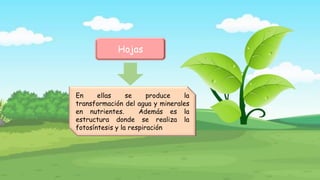 Hojas
En ellas se produce la
transformación del agua y minerales
en nutrientes. Además es la
estructura donde se realiza la
fotosíntesis y la respiración
 