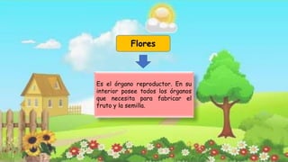 Es el órgano reproductor. En su
interior posee todos los órganos
que necesita para fabricar el
fruto y la semilla.
Flores
 