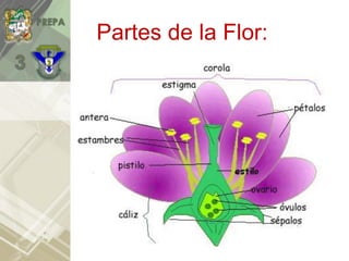 Partes de la Flor:
 