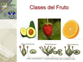 Clases del Fruto
 