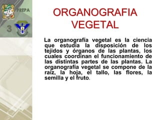 La organografía vegetal es la ciencia
que estudia la disposición de los
tejidos y órganos de las plantas, los
cuales coordinan el funcionamiento de
las distintas partes de las plantas. La
organografía vegetal se compone de la
raíz, la hoja, el tallo, las flores, la
semilla y el fruto.
ORGANOGRAFIA
VEGETAL
 