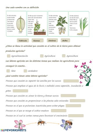 Une cada nombre con su definición
¿Cómo se llama la actividad que consiste en el cultivo de la tierra para obtener
productos agrícolas?
Agroalimentación Agricultura Agrocultura
Las labores agrícolas son las distintas tareas que realizan los agricultores para
conseguir la cosecha…
falso verdadero
¿Qué nombre tienen estas labores agrícolas?
Proceso que consiste en repartir las semillas por los surcos.
Proceso que emplean el agua de la lluvia o métodos como aspersión, inundación o
goteo.
Proceso que consiste en airear la tierra y formar surcos.
Proceso que consiste en proporcionar a las plantas sales minerales.
Proceso en el que se pulverizan insecticidas para evitar plagas.
Proceso en el que se recoge el cultivo maduro.
Proceso en el cual se cortan ramas para favorecer el crecimiento.
Tubérculos. Rizomas. Estolones. Bulbos.
 