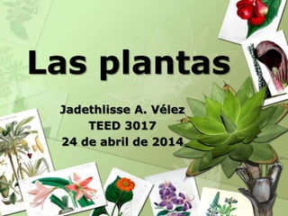 Las plantas
Jadethlisse A. Vélez
TEED 3017
24 de abril de 2014
 