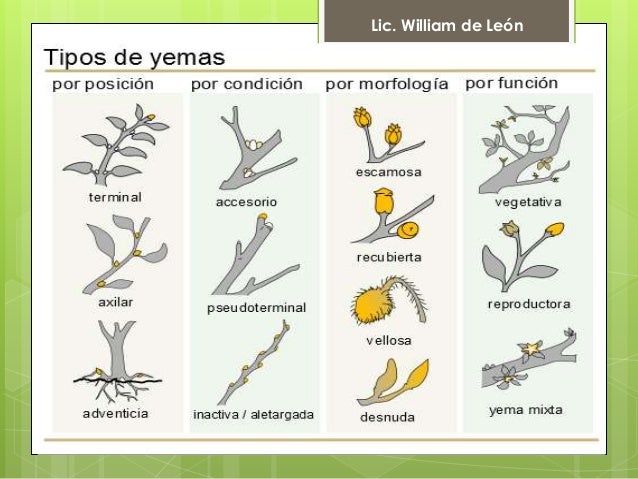 Las plantas -organografía-