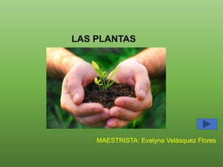 LAS PLANTAS
MAESTRISTA: Evelyna Velásquez Flores
 