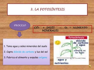 3. LA FOTOSÍNTESISPROCESOCO2+  SALES     ->     O2    +   ALIMENTO         MINERALES1. Toma agua y sales minerales del suelo2. Capta dióxido de carbonoy luz del sol3. Fabrica el alimento y expulsa oxígeno