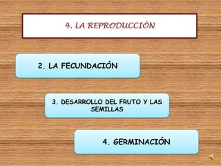 4. LA REPRODUCCIÓN2. LA FECUNDACIÓN3. DESARROLLO DEL FRUTO Y LAS SEMILLAS4. GERMINACIÓN