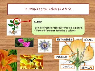 2. PARTES DE UNA PLANTAFLOR:Son los órganos reproductores de la planta.- Tienen diferentes tamaños y coloresPÉTALOESTAMBRESPISTILOOVARIOSÉPALOS